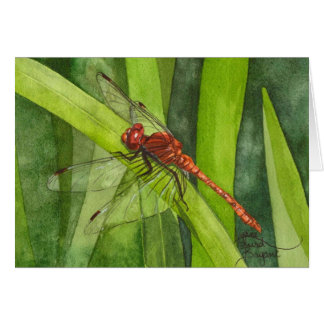 Februari Dragonfly