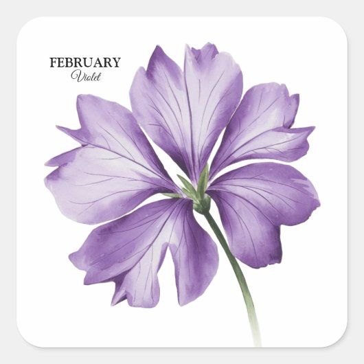Februari Verjaardag Bloem: Violet gepersonaliseerd Vierkante Sticker (Voorkant)