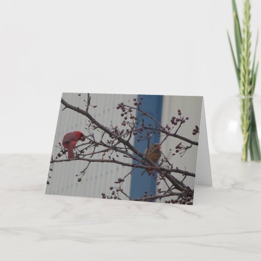 Feeding Cardinals, Happy Anniversary Kaart (Voorkant)