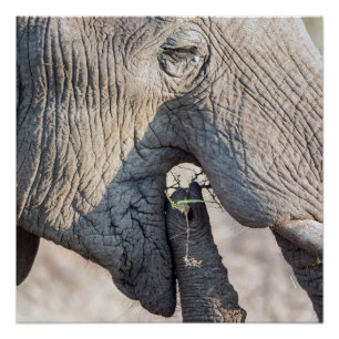 Feeding Perfect Poster