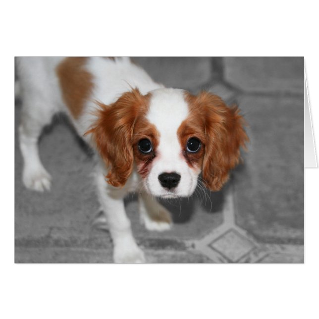 Feel Better Cavalier King Charles Spaniel Kaart (Voorkant Horizontaal)