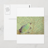 Feelin' Froggy Briefkaart (Voorkant / Achterkant)