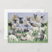 Feeling Sheepish Briefkaart (Voorkant / Achterkant)