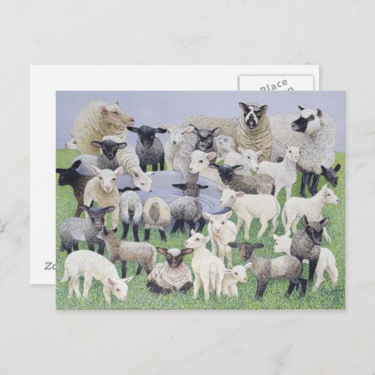 Feeling Sheepish Briefkaart (Voorkant / Achterkant)