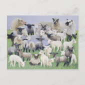 Feeling Sheepish Briefkaart (Voorkant)