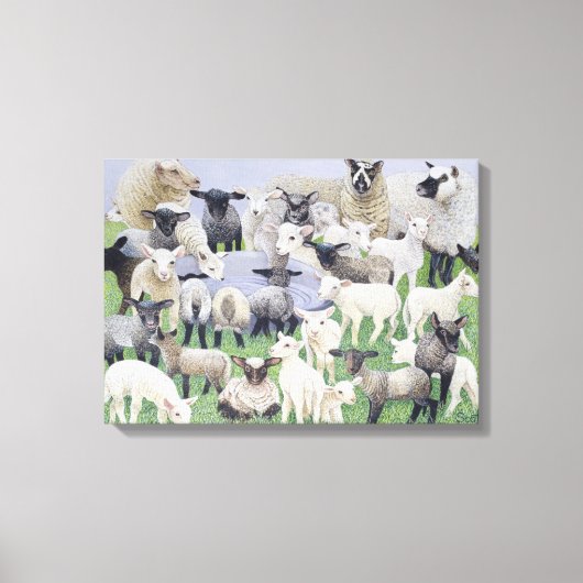 Feeling Sheepish Canvas Afdruk (Voorkant)