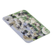 Feeling Sheepish Magneet (Rechterzijde)