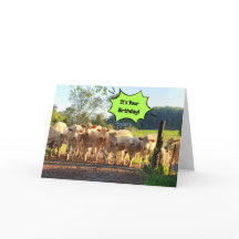 Feest tot de Koeien thuiskomen