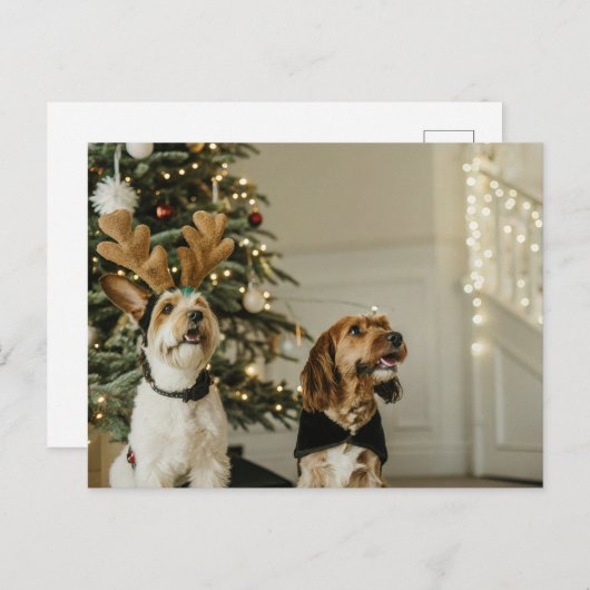 Feestelijke Kersthonden Holiday Cheer Briefkaart (Voorkant / Achterkant)