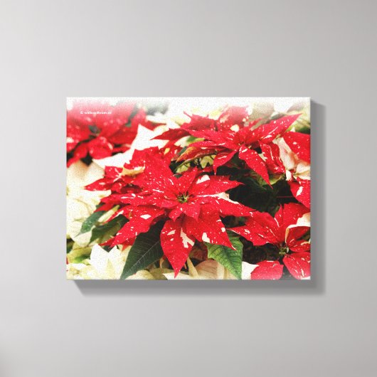 Feestelijke Rode Witte Bloemige Poinsettia's Canvas Afdruk (Voorkant)