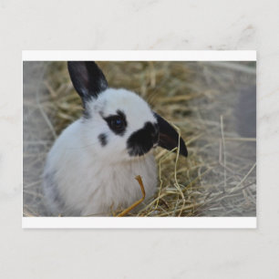 Feestgeschenken Briefkaart