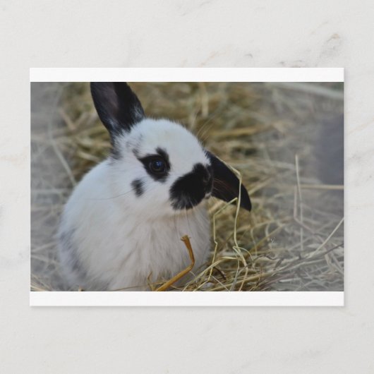 Feestgeschenken Briefkaart (Voorkant)