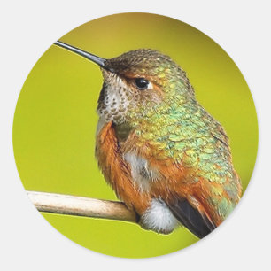 Feisty Little Girl: Rufous Hummingbird Ronde Sticker