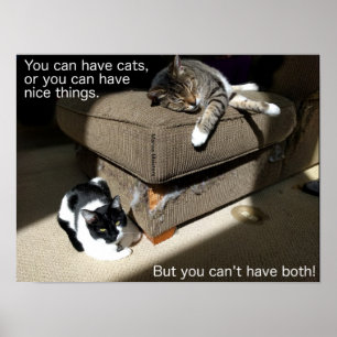 Feiten over Cats Meme Poster