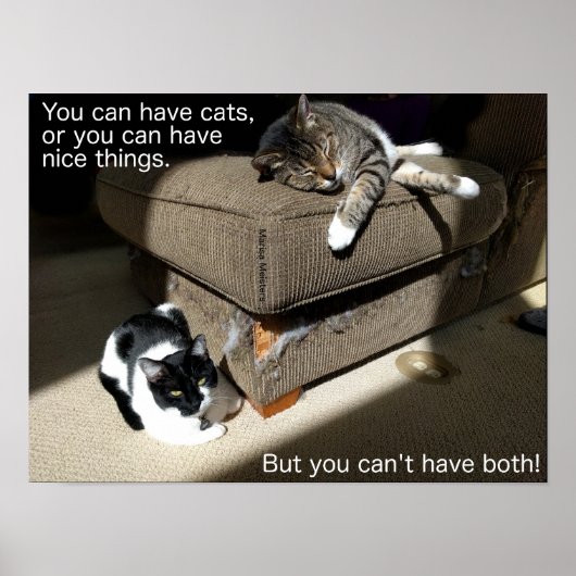 Feiten over Cats Meme Poster (Voorkant)