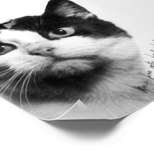 Félicette: De eerste kat in de ruimte Poster (Hoek)