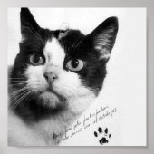 Félicette: De eerste kat in de ruimte Poster (Voorkant)