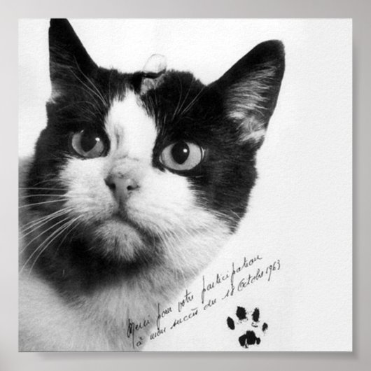 Félicette: De eerste kat in de ruimte Poster (Voorkant)
