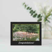felicitaties , flamingos briefkaart (Staand voorkant)