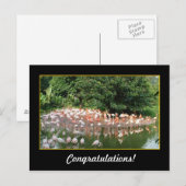 felicitaties , flamingos briefkaart (Voorkant / Achterkant)
