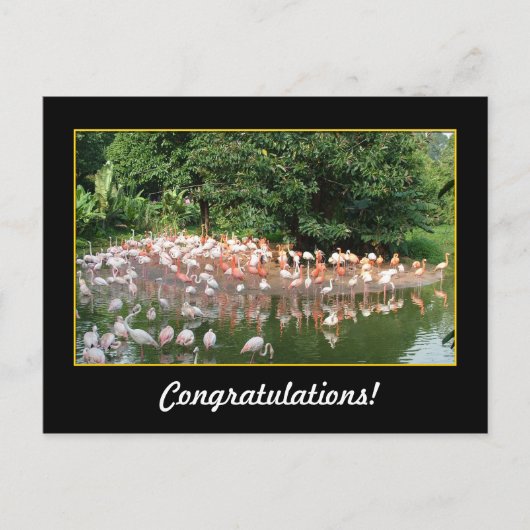 felicitaties , flamingos briefkaart (Voorkant)