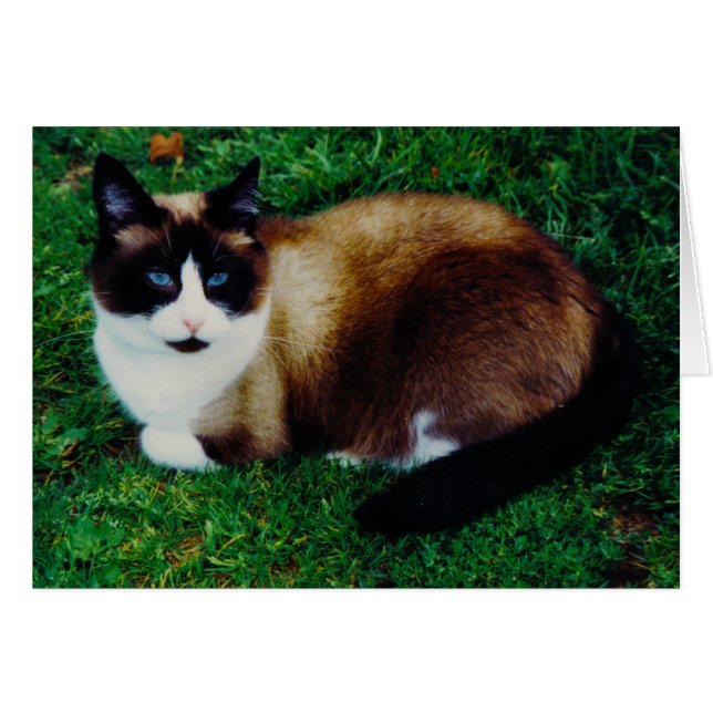 Feline Beauty (Voorkant Horizontaal)