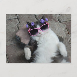 Feline Diva Briefkaart