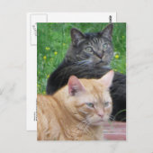 Feline Duo Briefkaart (Voorkant / Achterkant)
