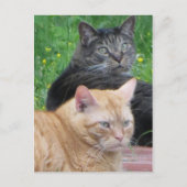 Feline Duo Briefkaart (Voorkant)