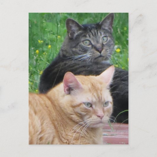 Feline Duo Briefkaart (Voorkant)