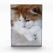 (Feline Fancy) Kat Overpeinzing: Kat Foto (Voorkant)