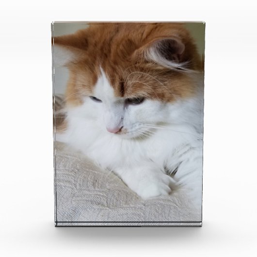 (Feline Fancy) Kat Overpeinzing: Kat Foto (Voorkant)