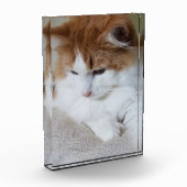 (Feline Fancy) Kat Overpeinzing: Kat Foto (Links)