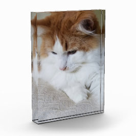 (Feline Fancy) Kat Overpeinzing: Kat Foto