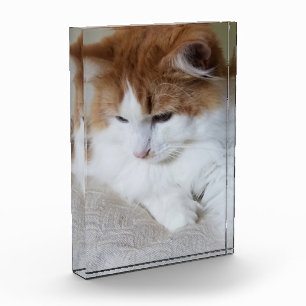 (Feline Fancy) Kat Overpeinzing: Kat Foto