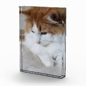 (Feline Fancy) Kat Overpeinzing: Kat Foto (Rechts)