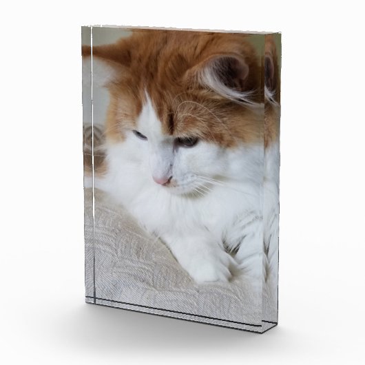 (Feline Fancy) Kat Overpeinzing: Kat Foto (Rechts)