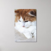 (Feline Fancy) Kat Overpeinzing: Kat Foto Canvas Afdruk (Voorkant)
