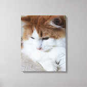 (Feline Fancy) Kat Overpeinzing: Kat Foto Canvas Afdruk (Voorkant)