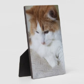 (Feline Fancy) Kat Overpeinzing: Kat Foto Fotoplaat (Zijkant)