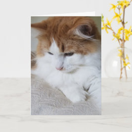 (Feline Fancy) Kat Overpeinzing: Kat Foto Kaart