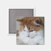 (Feline Fancy) Kat Overpeinzing: Kat Foto Magneet (Voorkant / Achterkant)