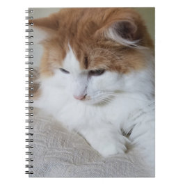 (Feline Fancy) Kat Overpeinzing: Kat Foto Notitieboek