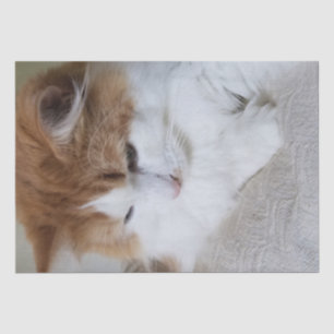 (Feline Fancy) Kat Overpeinzing: Kat Foto Tissuepapier