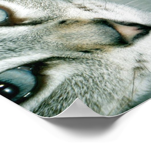 Feline Friends 001 Poster (Hoek)