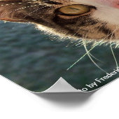 Feline Gazing Poster (Hoek)