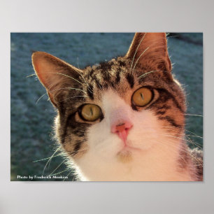 Feline Gazing Poster