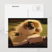 Feline Lincoln Briefkaart (Voorkant / Achterkant)