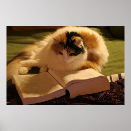 Feline Scholar Poster (Voorkant)