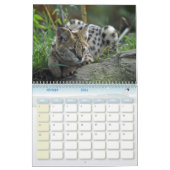 Felins kalender (Feb 2026)